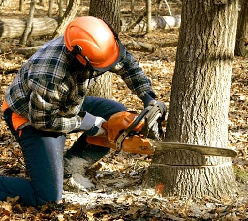 Tree Removal in Gotebo, OK
